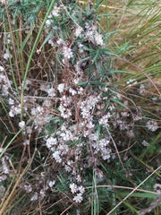 Cuscuta epithymum