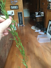 Sericocarpus linifolius