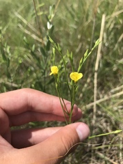 Linum sulcatum