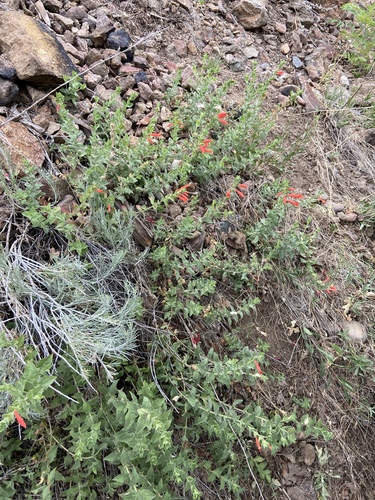 Epilobium canum