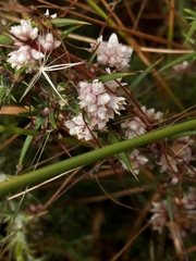Cuscuta epithymum