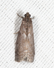Oreana unicolorella