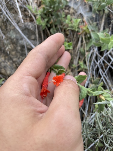 California fuchsia (Epilobium canum)
