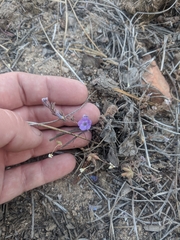 Phacelia curvipes