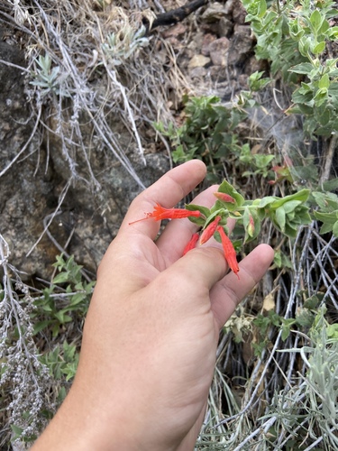 Epilobium canum