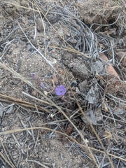 Phacelia curvipes