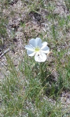 Oenothera cespitosa