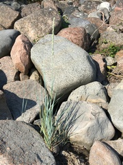 Leymus arenarius