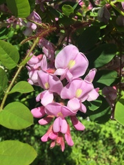Robinia hispida