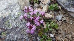 Thymus quinquecostatus