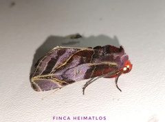 Hemicephalis alesa