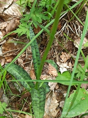 Dactylorhiza maculata ericetorum