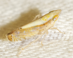 Scaphytopius elegans