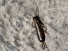 Forficuloidea