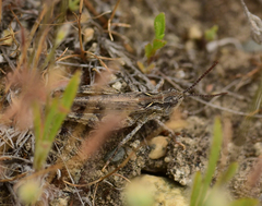 Psoloessa delicatula