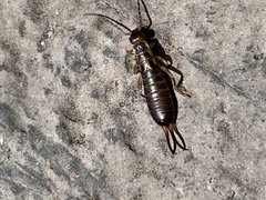 Forficuloidea