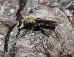Laphria virginica