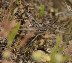 Psoloessa delicatula