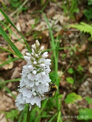 Dactylorhiza maculata ericetorum