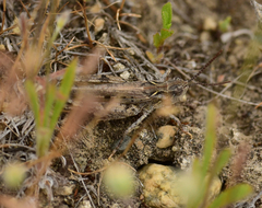 Psoloessa delicatula