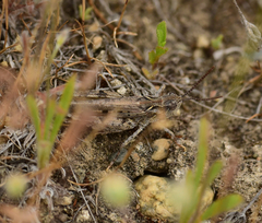 Psoloessa delicatula