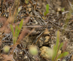 Psoloessa delicatula