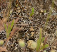 Psoloessa delicatula