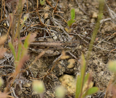 Psoloessa delicatula