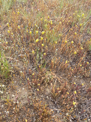 Orthocarpus barbatus