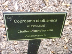 Coprosma chathamica