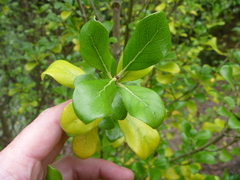 Coprosma chathamica