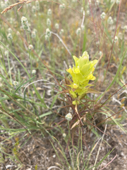 Orthocarpus barbatus