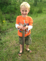 Amphiuma tridactylum