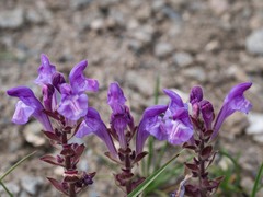 Scutellaria alpina