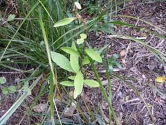 Melicytus chathamicus