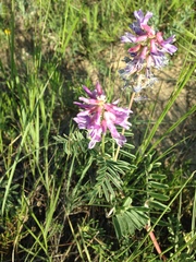 Astragalus bisulcatus