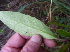 Melicytus chathamicus