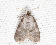 Hyperstrotia pervertens