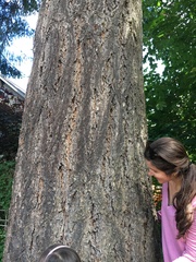 Pseudotsuga menziesii