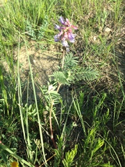 Astragalus bisulcatus