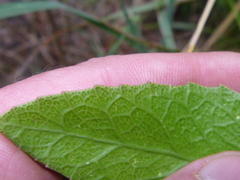 Melicytus chathamicus