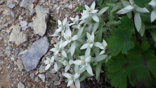 Image of Leontopodium japonicum by (c) Yoshimasa Uchiyama, some rights reserved (CC BY)