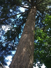 Pseudotsuga menziesii