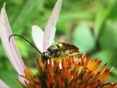 Typocerus velutinus