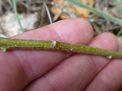 Melicytus chathamicus