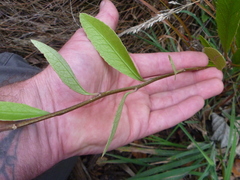Melicytus chathamicus