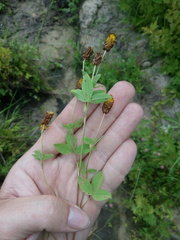Trifolium spadiceum
