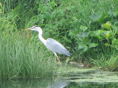 Ardea cinerea