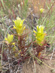 Orthocarpus barbatus