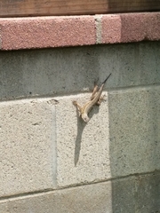Sceloporus occidentalis longipes